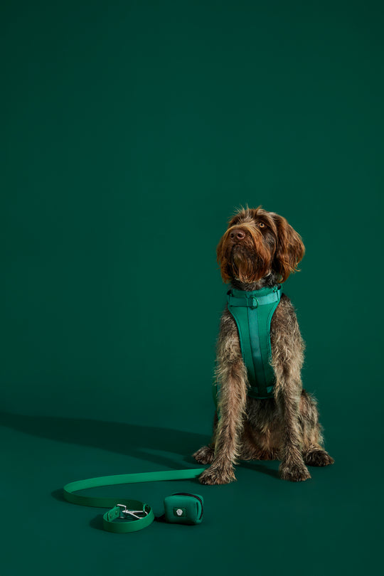 forest green dog harness#color_forest-green