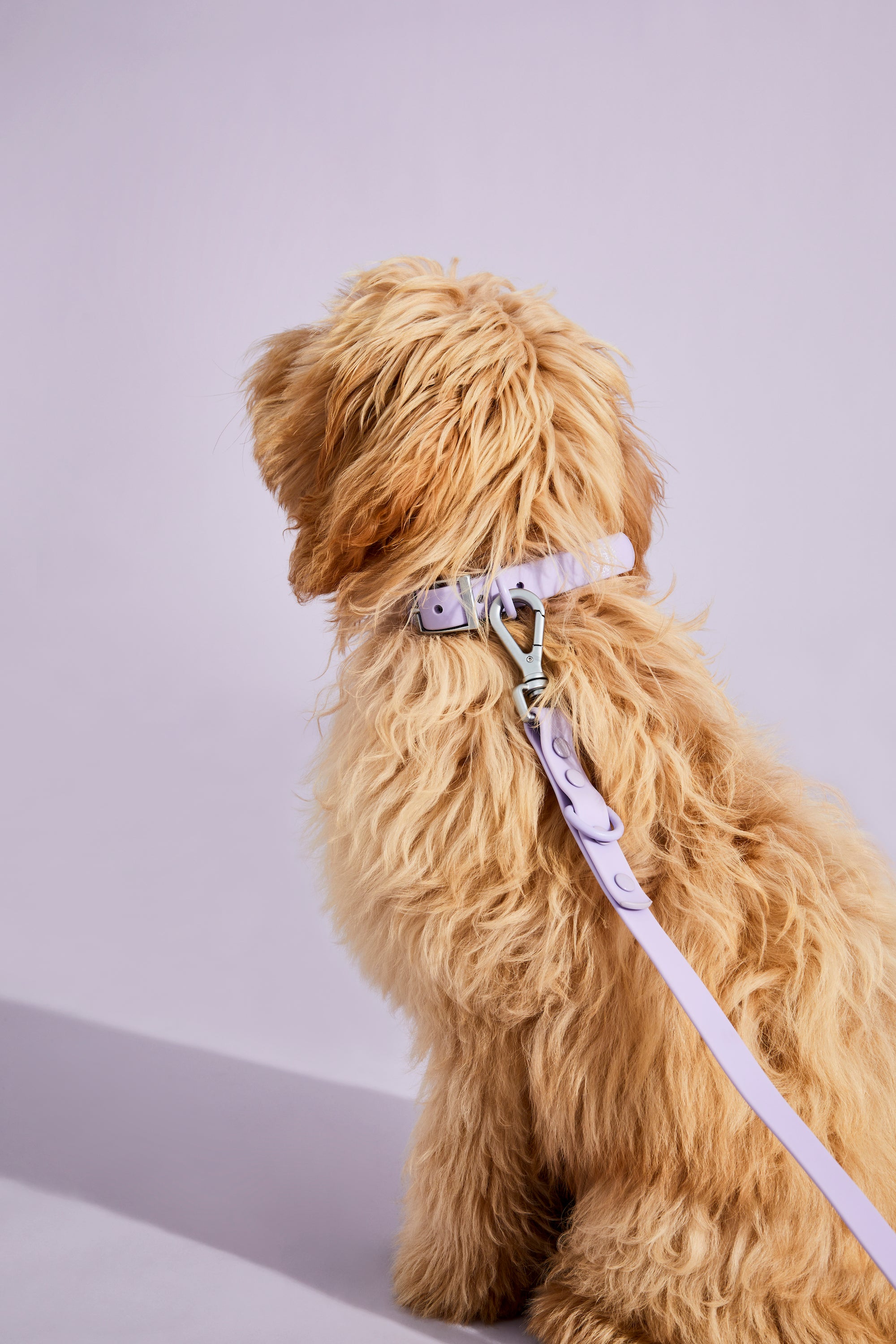 Furry necks hotsell dog collars