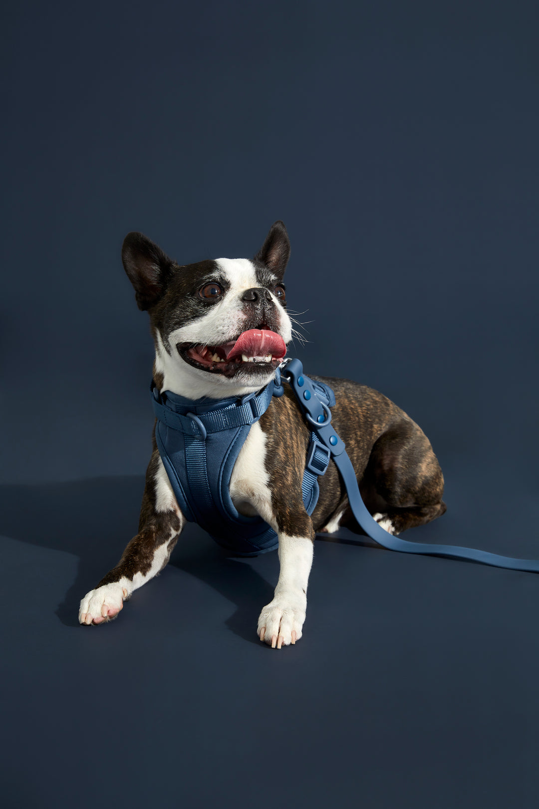 navy dog harness#color_navy