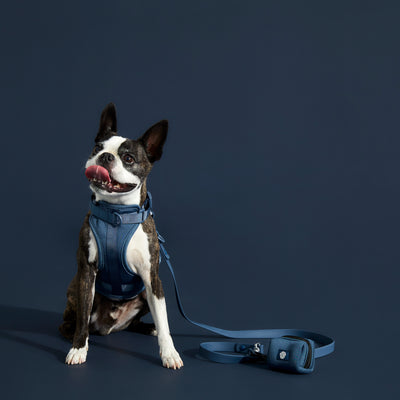 navy dog leash#color_navy