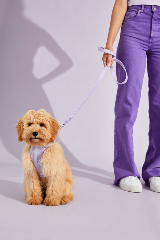 lavender dog harness walk kit#color_lavender