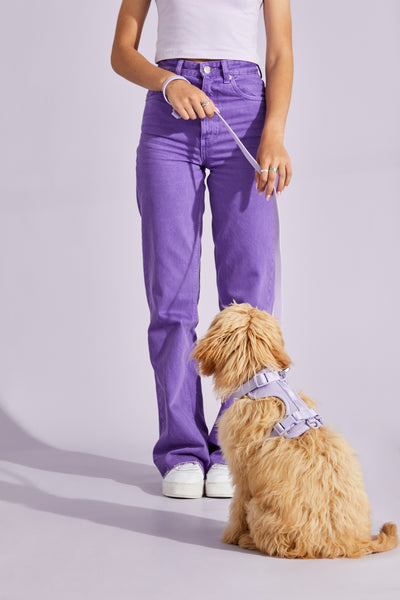lavender dog harness walk kit#color_lavender