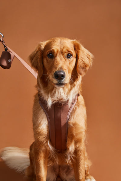 chocolate brown dog harness#color_chocolate-brown