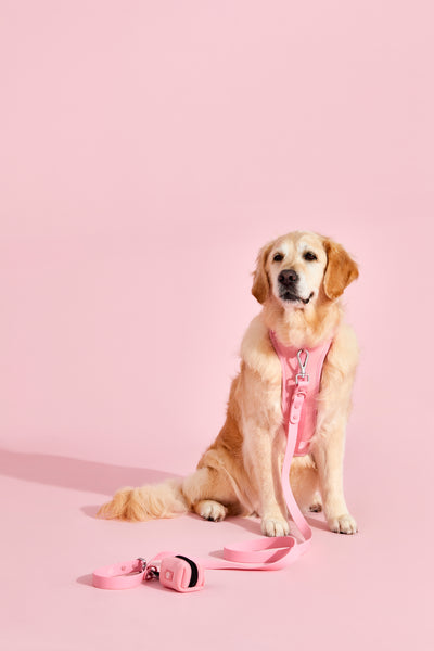 bubblegum pink dog harness#color_bubblegum-pink