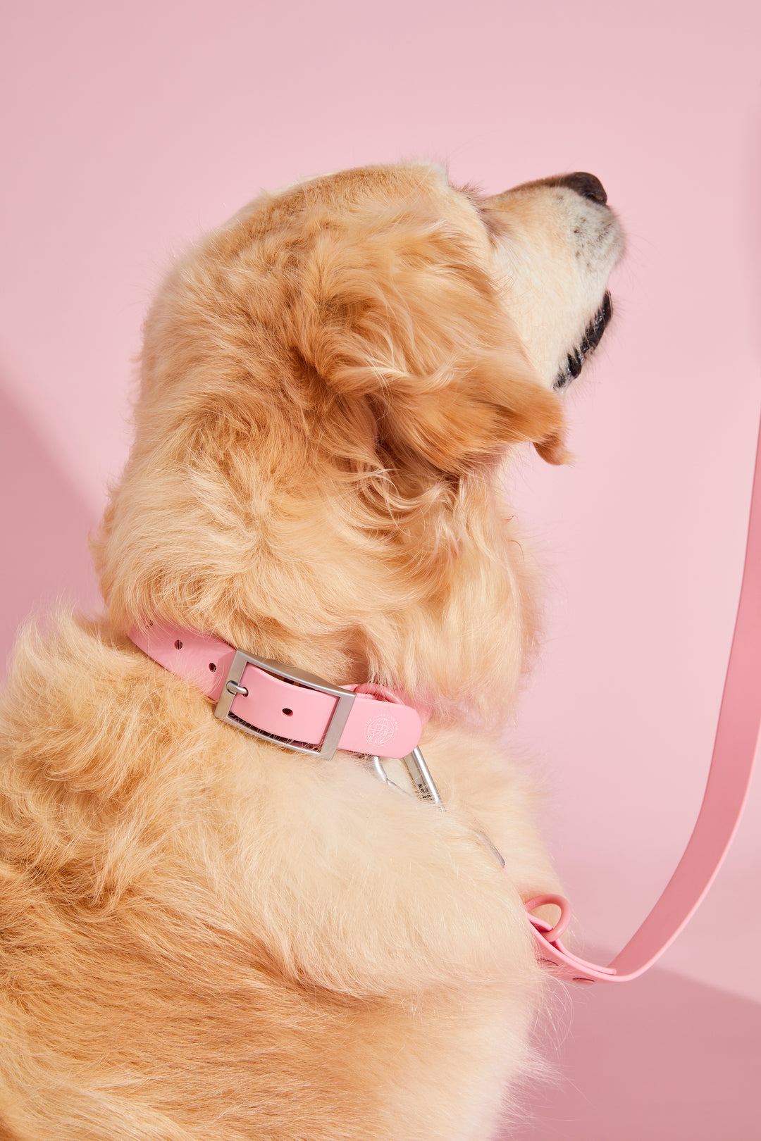 bubblegum pink dog collar#color_bubblegum-pink