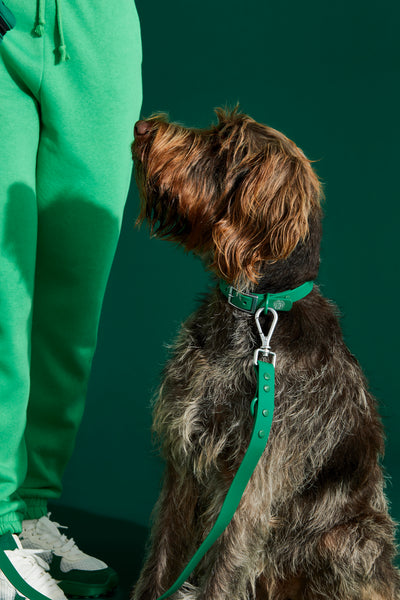 forest green dog collar walk kit#color_forest-green